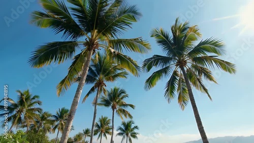 Sunny tropical beach scene with lush palm trees swaying gently against a clear blue sky and distant mountains