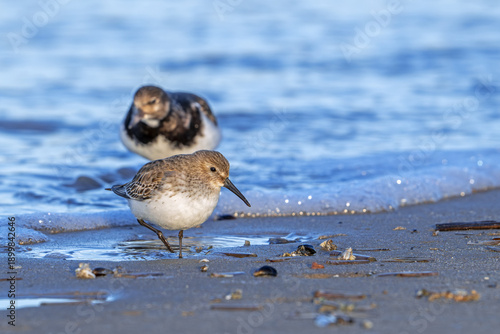 Sanderling (Calidris alba) and ruddy turnstone in winter plumage foraging for crustaceans in intertidal zone on sandy beach along the North Sea coast