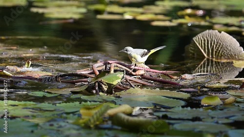 Gebirgsstelze hüpft über Seerosenblätter auf der Suche nach Futter