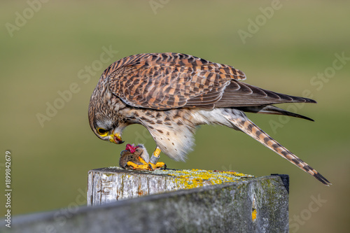 Common kestrel / European kestrel (Falco tinnunculus) female perched on wooden fence post eating caught vole prey 