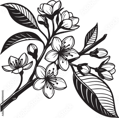 Detailed spring blossom branch silhouette vector on white background isolate white background