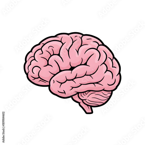 Detailed human brain isolated on transparent background png.