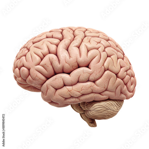 3d rendered detailed human brain isolated on transparent background png.