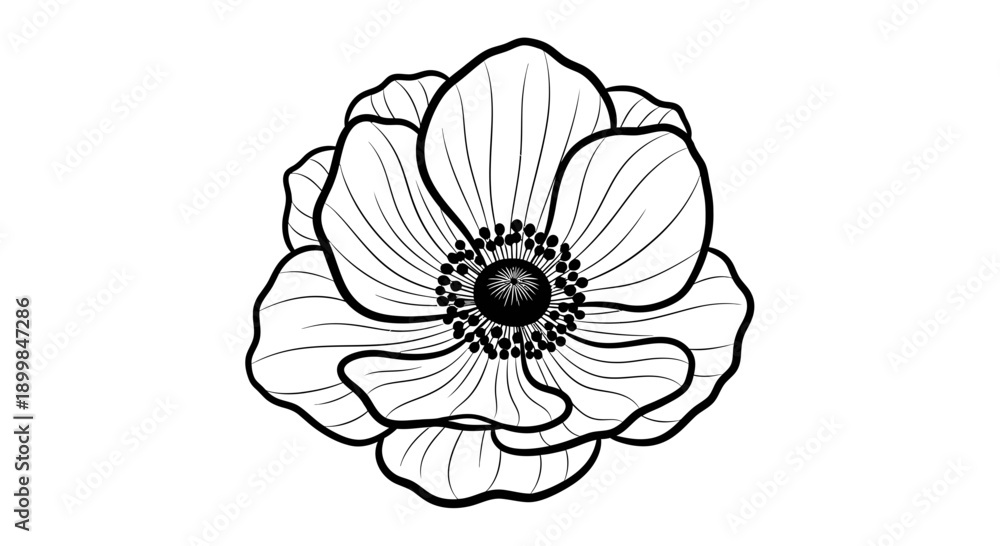 Fototapeta premium Elegant Black and White Anemone Flower Illustration.