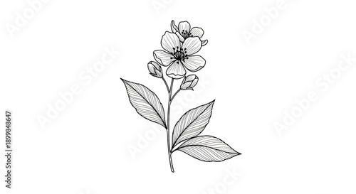 Hand-drawn botanical illustration of a delicate jasmine flower with leaves and buds.