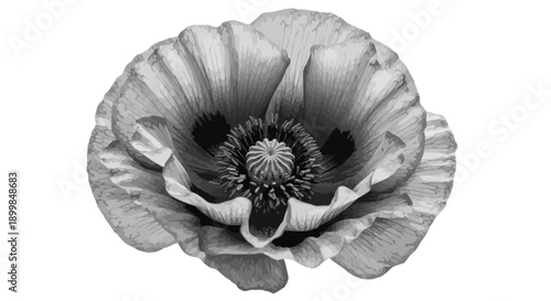 Close up black and white macro shot of a poppy flower.