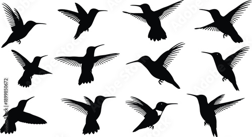Collection of hummingbird vector silhouettes isolated on white background featuring small tropical birds in various flight poses for nature wildlife and garden decorative graphic design.