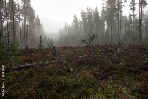 Fotografija cut down trees in the forest