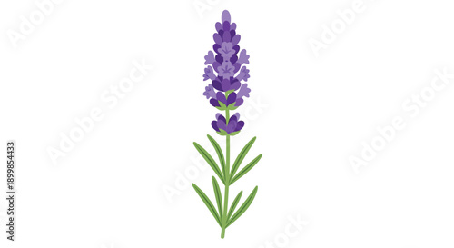 A single stem of lavender with vibrant purple flowers and green leaves