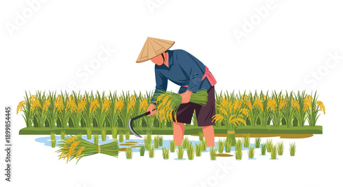 Farmer harvesting rice in a flooded field with traditional tools