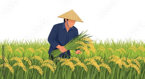 A farmer harvests golden rice stalks in a lush green field