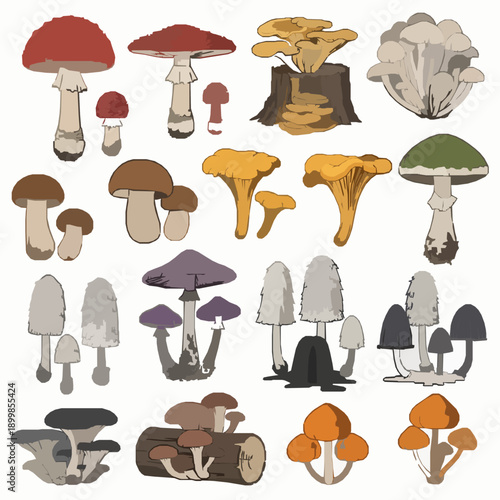 Autumn Forest Mushrooms Set with Edible and Poisonous Species Vector