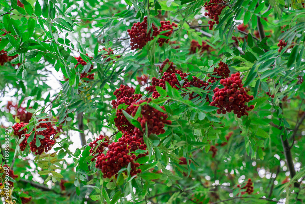 Obraz premium rowan berries on a blurred light background. colorful photo of fruits and berries. natural beauty. close-up. free space. space for text. screensaver. natural vitamins. healthy nutrition. rowan fire.