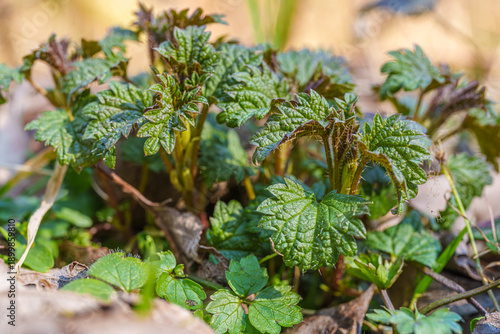 Junge frische Brennnesselpflanzen im Frühling – nährstoffreiches Wildkraut, gesundes Superfood und nachhaltige Naturküche in detailreicher Nahaufnahme