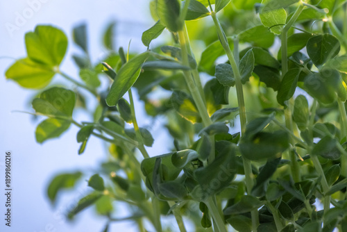 Green peas microgreen food growing on windowsill. Growing shoots of peas. Fresh organic food on your windowsill. Healthy greens concept