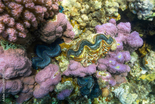Fotografie Close up of Colorful giant clam Tridacna gigas grows in the shallows
