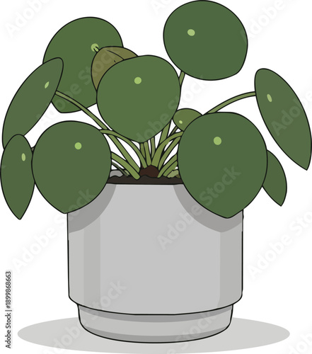 Potted Pilea Plant with Round Leaves.