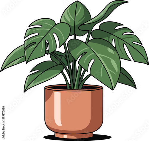 Potted Monstera Deliciosa Plant with Green Leaves.