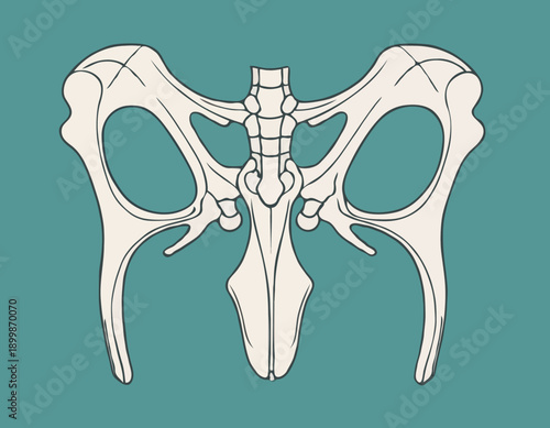 Anatomical handdrawn illustration of the human pelvis bone structure.