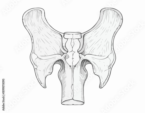Anatomical handdrawn illustration of the human pelvis bone structure.