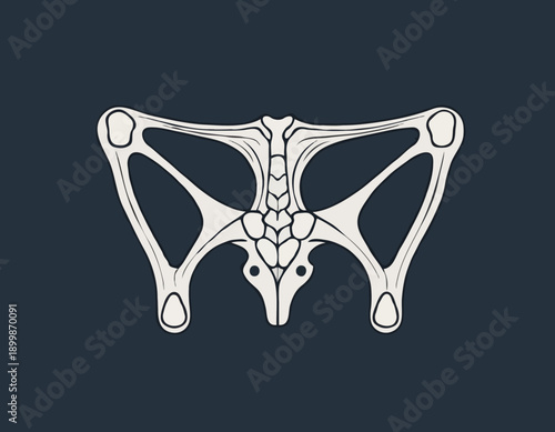 Anatomical handdrawn illustration of the human pelvis bone structure.