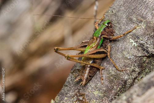 Photography forest grasshopper