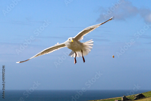 Seagull flying over the Irish coast 4