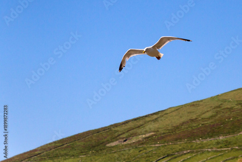 Seagull flying over the Irish coast 5