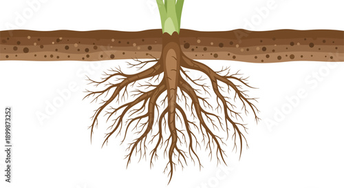 Detailed plant root system underground, botanical growth vector illustration.
