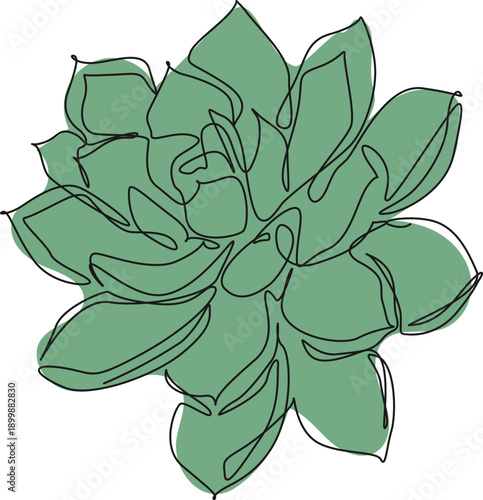 continuous line drawing of Echeveria succulent plant, line art vector illustration