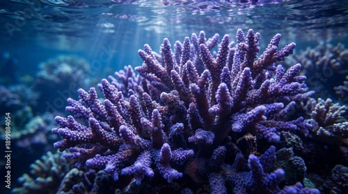 A mesmerizing underwater sc...