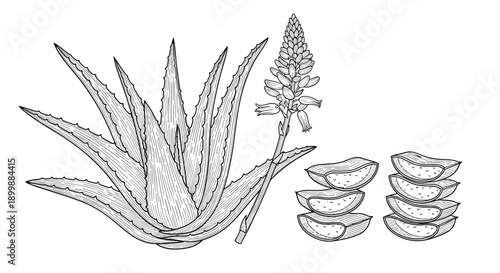 Detailed black and white botanical illustration of an aloe vera plant with its flower and sliced leaves showing the gel inside.