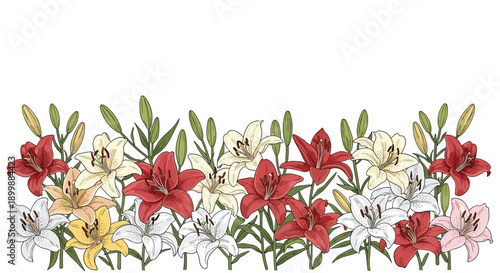 Beautiful hand-drawn border of colorful lily flowers in full bloom, featuring red, white, and yellow varieties on a white background.