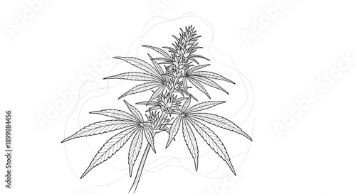 Detailed line art illustration of a flowering cannabis sativa plant, showcasing its iconic leaves and buds for botanical or medical use.