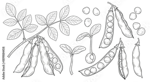 Botanical illustration set of a pea plant in a vintage engraving style, showing leaves, pods, seeds, and sprouting stages.
