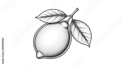 Hand-drawn illustration of a whole lemon with leaves, created using a detailed dotwork and stippling technique for a vintage look.