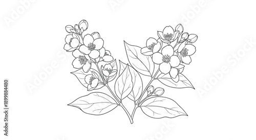 Delicate and elegant line art illustration of two blooming jasmine flower branches, isolated on a clean white background.