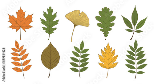 A diverse collection of colorful autumn leaves from various trees, including maple, oak, and ginkgo, isolated for design projects.