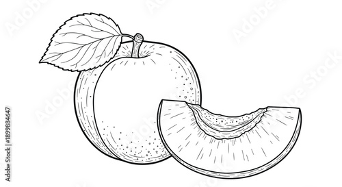 Hand-drawn sketch of a whole apricot with a leaf and a single sliced wedge, in a detailed black and white vintage style.