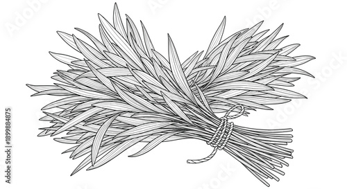 A detailed, hand-drawn illustration of a tied bundle of tarragon leaves in a classic black and white vintage engraving style.