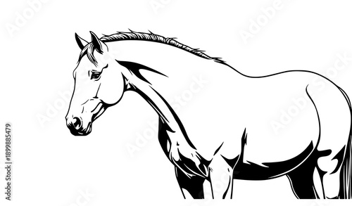 Multiple horse silhouettes vector illustration for nature, farm, and equestrian artwork