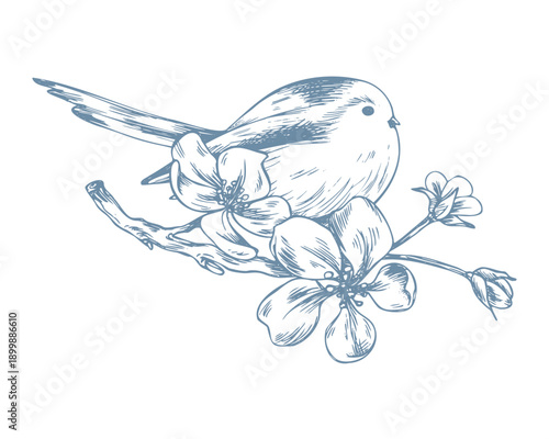 Ink drawing of a titmouse on a blossoming apple tree branch. A hand-drawn spring line illustration with flowers and a bird for spring holiday designs, Easter, Mother s Day, Valentine s Day, weddings.
