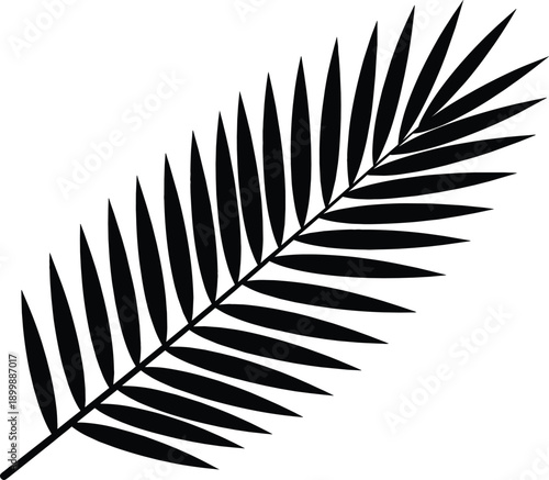 Palm leaf silhouette illustration with tropical frond isolated on white background for summer, beach and botanical design vector artwork