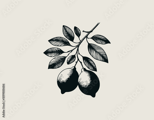 lemon illustration shows fresh citrus fruits growing on leafy branch