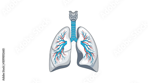 A detailed anatomical illustration of human lungs, showcasing the intricate network of bronchi and blood vessels in blue and red.