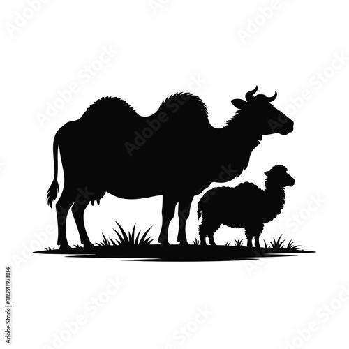 Silhouette of a camel and a young lamb standing in grassland