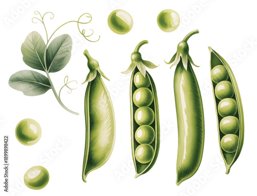 Hand-painted watercolor green peas with pods, leaves, and tendrils.
