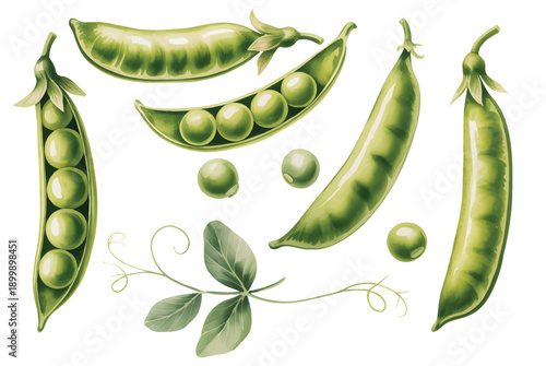 Hand-painted watercolor green peas with pods, leaves, and tendrils.
