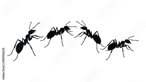 A group of black ants walking in a line on a white background Vector