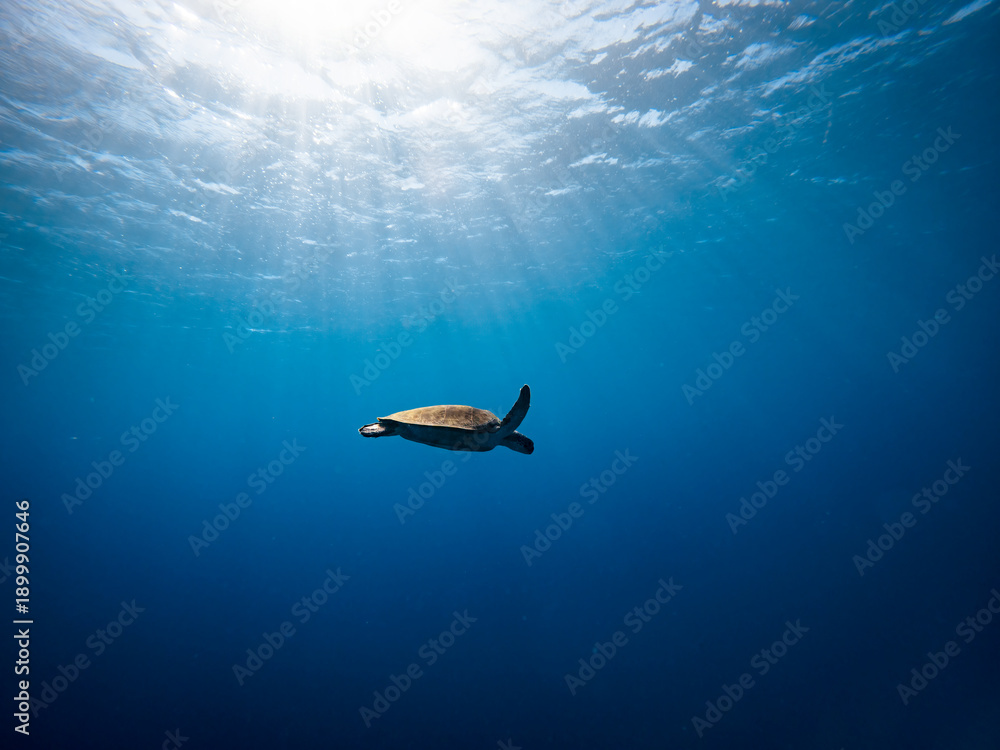Obraz premium Sea turtle swimming